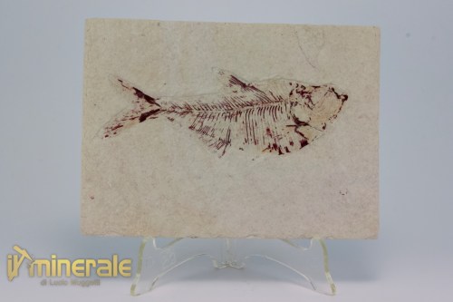 FS1167-2_fossili_collezione_vertebrati_pesci_diplomistus_wyoming