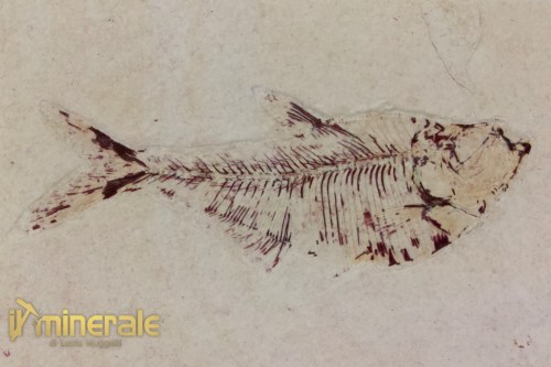 FS1167-3_fossili_collezione_vertebrati_pesci_diplomistus_wyoming