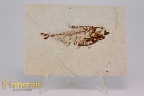 FS1168-2_fossili_collezione_vertebrati_pesci_diplomistus_wyoming