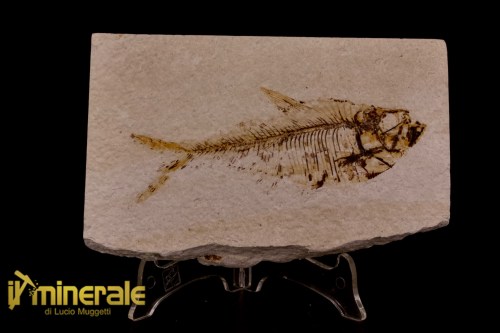 FS1169-1_fossili_collezione_vertebrati_pesci_diplomistus_wyoming