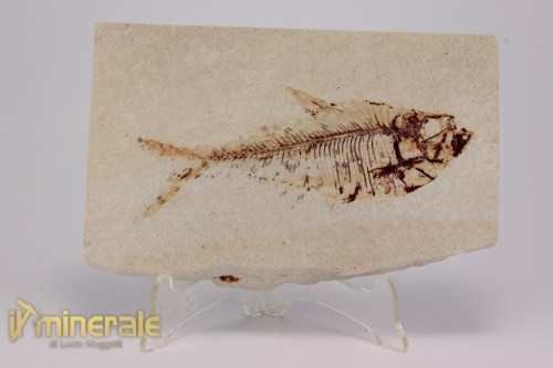 FS1169-2_fossili_collezione_vertebrati_pesci_diplomistus_wyoming