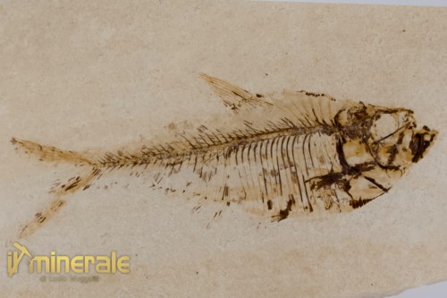 FS1169-3_fossili_collezione_vertebrati_pesci_diplomistus_wyoming