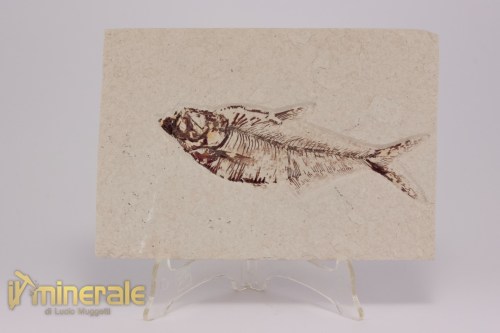 FS1170-2_fossili_collezione_vertebrati_pesci_diplomistus_wyoming
