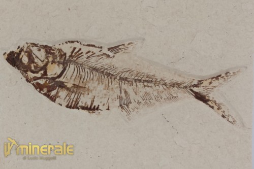 FS1170-3_fossili_collezione_vertebrati_pesci_diplomistus_wyoming