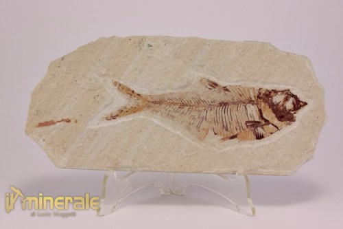 FS1174-2_fossili_collezione_vertebrati_pesci_diplomistus_wyoming