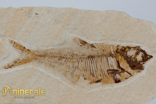 FS1174-3_fossili_collezione_vertebrati_pesci_diplomistus_wyoming