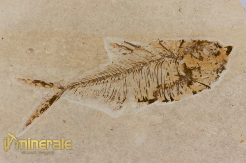 FS1175-3_fossili_collezione_vertebrati_pesci_diplomistus_wyoming