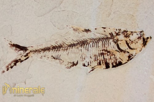 FS1177-3_fossili_collezione_vertebrati_pesci_diplomistus_wyoming