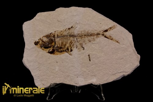 FS1180-1_fossili_collezione_vertebrati_pesci_diplomistus_wyoming