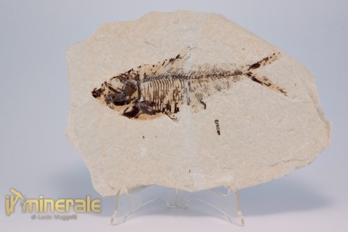 FS1180-2_fossili_collezione_vertebrati_pesci_diplomistus_wyoming