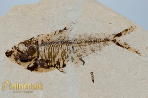 FS1180-3_fossili_collezione_vertebrati_pesci_diplomistus_wyoming