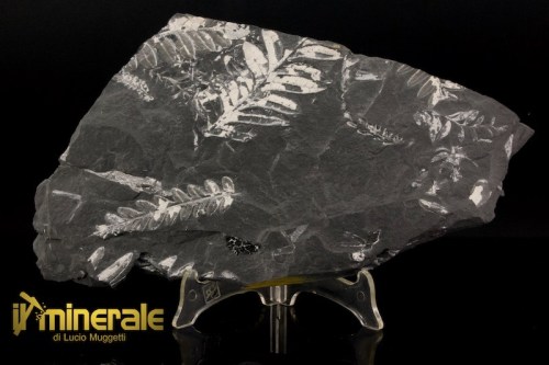 FS1191-1_fossili_collezione-vegetali_felce_alethopteris