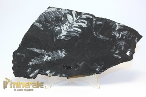 FS1191-2_fossili_collezione-vegetali_felce_alethopteris