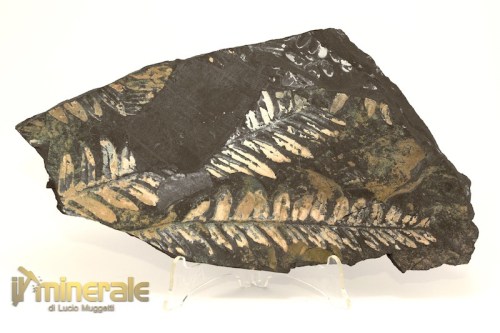 FS1191-3_fossili_collezione-vegetali_felce_alethopteris