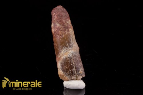 FS1192-1_fossili_collezione_dinosauri_dente_spinosauro_marocco