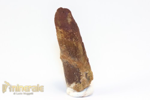 FS1192-3_fossili_collezione_dinosauri_dente_spinosauro_marocco