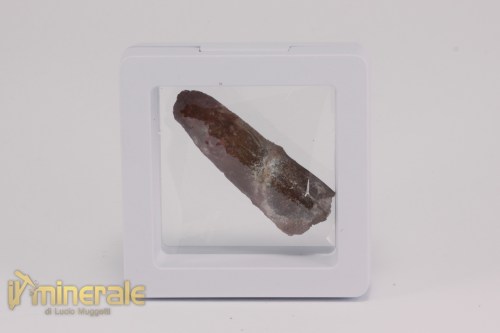 FS1192-4_fossili_collezione_dinosauri_dente_spinosauro_marocco