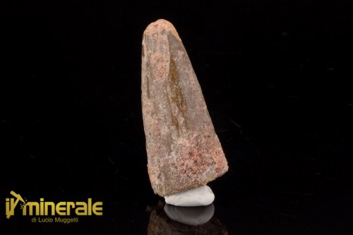 FS1193-1_fossili_collezione_dinosauri_dente_spinosauro_marocco