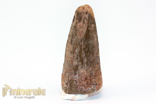 FS1193-3_fossili_collezione_dinosauri_dente_spinosauro_marocco