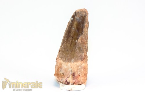 FS1194-3_fossili_collezione_dinosauri_dente_spinosauro_marocco