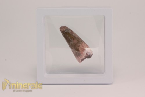 FS1194-4_fossili_collezione_dinosauri_dente_spinosauro_marocco