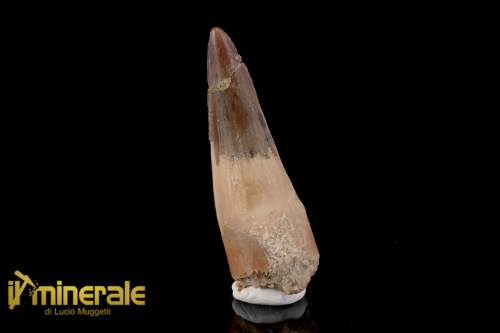 FS1195-1_fossili_collezione_dinosauri_dente_spinosauro_marocco