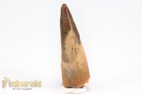 FS1195-2_fossili_collezione_dinosauri_dente_spinosauro_marocco