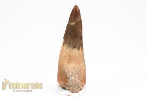 FS1195-3_fossili_collezione_dinosauri_dente_spinosauro_marocco
