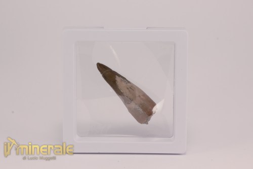 FS1195-4_fossili_collezione_dinosauri_dente_spinosauro_marocco