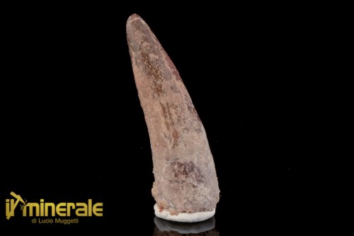 FS1196-1_fossili_collezione_dinosauri_dente_spinosauro_marocco