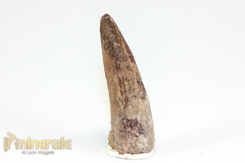FS1196-2_fossili_collezione_dinosauri_dente_spinosauro_marocco