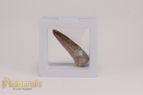 FS1196-4_fossili_collezione_dinosauri_dente_spinosauro_marocco