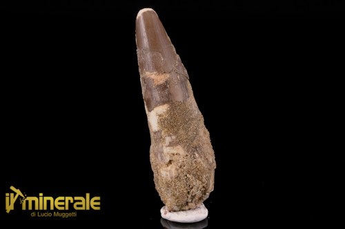 FS1197-1_fossili_collezione_dinosauri_dente_spinosauro_marocco