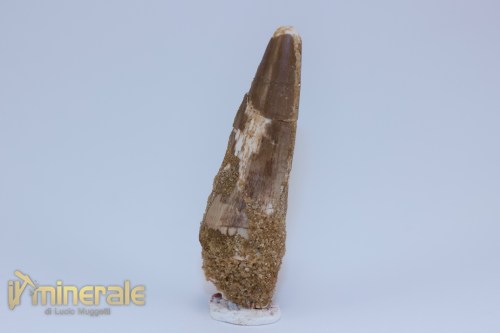 FS1197-3_fossili_collezione_dinosauri_dente_spinosauro_marocco