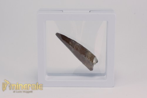 FS1197-4_fossili_collezione_dinosauri_dente_spinosauro_marocco