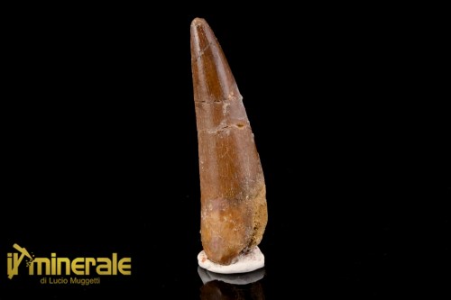 FS1198-1_fossili_collezione_dinosauri_dente_spinosauro_marocco