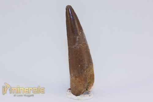 FS1198-2_fossili_collezione_dinosauri_dente_spinosauro_marocco