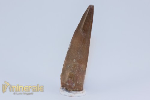 FS1198-3_fossili_collezione_dinosauri_dente_spinosauro_marocco