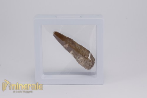 FS1198-4_fossili_collezione_dinosauri_dente_spinosauro_marocco