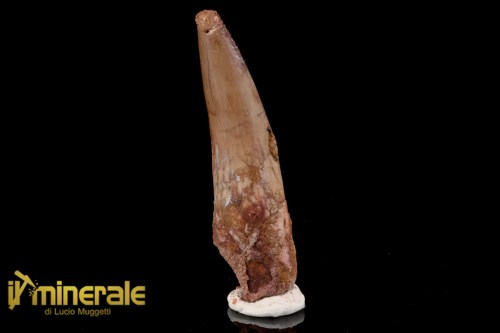 FS1199-1_fossili_collezione_dinosauri_dente_spinosauro_marocco