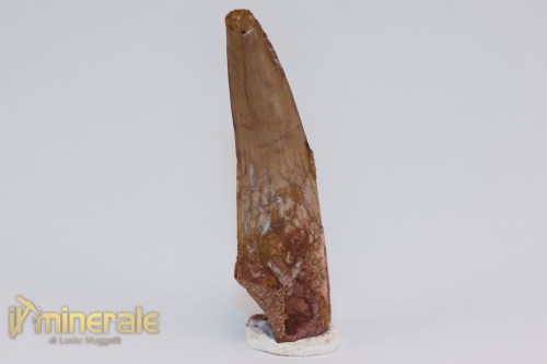FS1199-2_fossili_collezione_dinosauri_dente_spinosauro_marocco