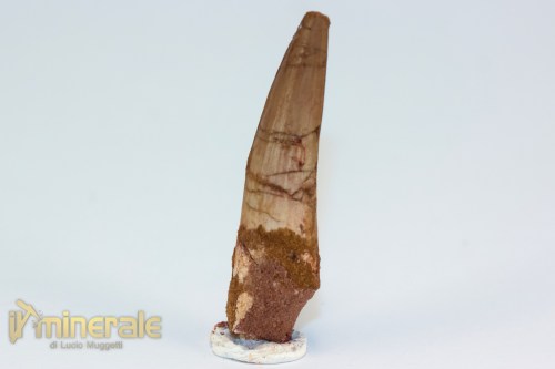 FS1199-3_fossili_collezione_dinosauri_dente_spinosauro_marocco