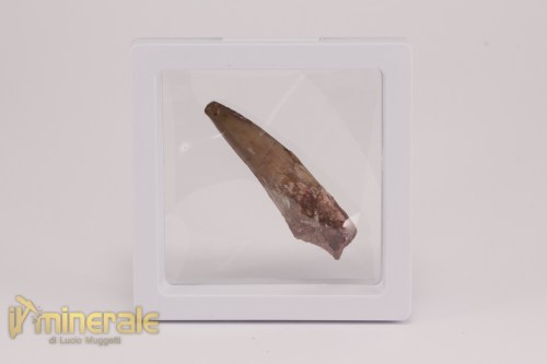 FS1199-4_fossili_collezione_dinosauri_dente_spinosauro_marocco