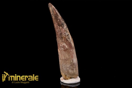 FS1200-1_fossili_collezione_dinosauri_dente_spinosauro_marocco