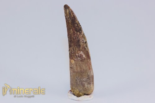 FS1200-2_fossili_collezione_dinosauri_dente_spinosauro_marocco