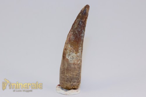 FS1200-3_fossili_collezione_dinosauri_dente_spinosauro_marocco
