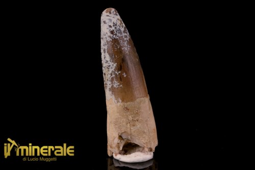 FS1201-1_fossili_collezione_dinosauri_dente_spinosauro_marocco