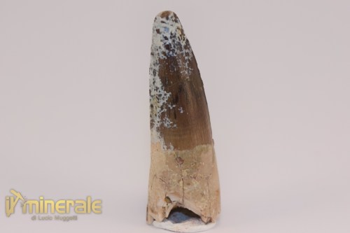 FS1201-2_fossili_collezione_dinosauri_dente_spinosauro_marocco