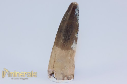 FS1201-3_fossili_collezione_dinosauri_dente_spinosauro_marocco