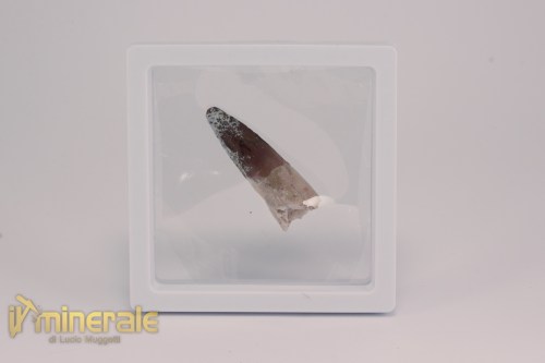FS1201-4_fossili_collezione_dinosauri_dente_spinosauro_marocco